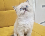 Кошки в Москве: Рэгдолл девочка  Девочка, 40 000 руб. - фото 6