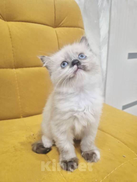 Кошки в Москве: Рэгдолл девочка  Девочка, 40 000 руб. - фото 6