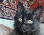 Кошки в Саратове: Черный котенок Девочка, Бесплатно - фото 1