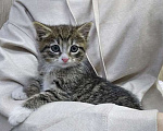Кошки в Санкт-Петербурге: Глазастое чудо Мышка, милый домашний котенок в добрые руки Девочка, 10 руб. - фото 3