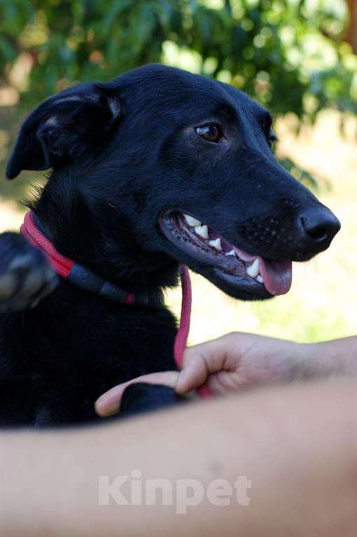 Собаки в Москве: Малышка БЕРТА Девочка, Бесплатно - фото 4