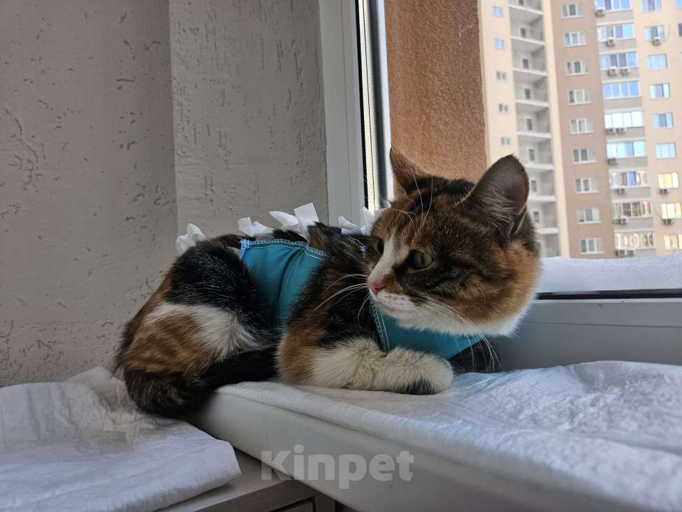 Кошки в Саратове: Стерилизованная кошка в добрые руки Девочка, Бесплатно - фото 2