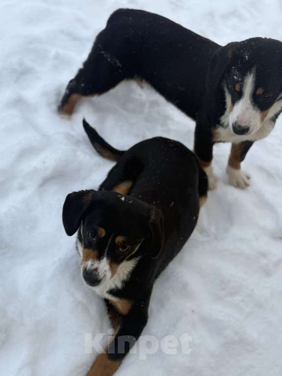 Собаки в Москве: Энтлебухер супер друг Мальчик, 30 000 руб. - фото 6