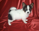 Собаки в Добрянке: Щенок папийона Мальчик, 80 000 руб. - фото 1