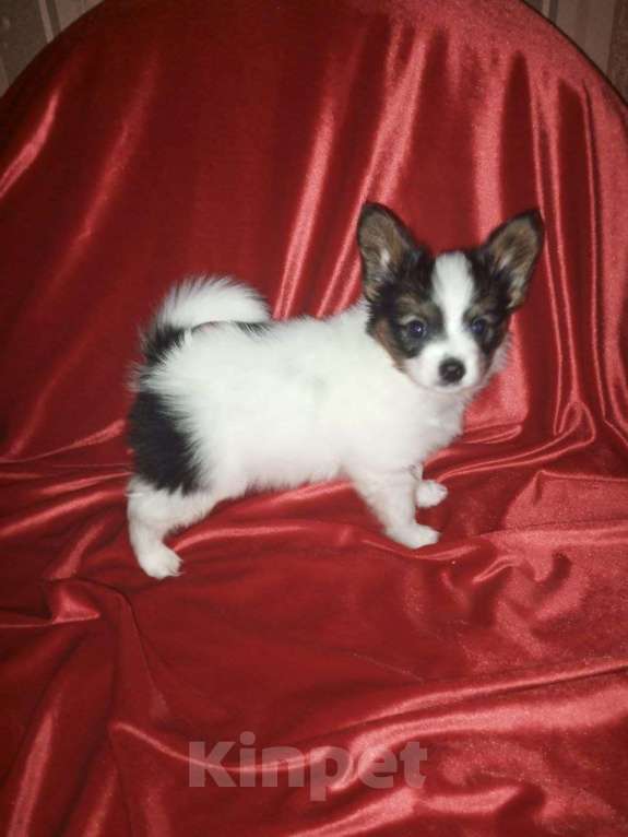 Собаки в Добрянке: Щенок папийона Мальчик, 80 000 руб. - фото 1