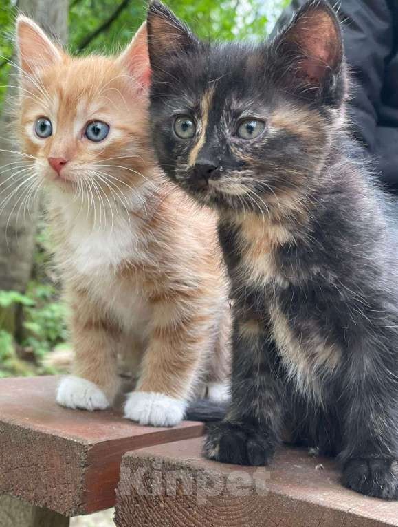 Кошки в Дмитрове: Котенок девочка Девочка, Бесплатно - фото 5