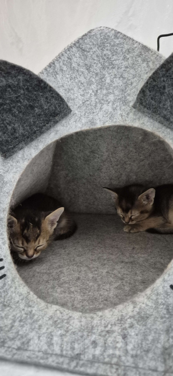 Кошки в Москве: 3 девочки дикий окрасс Девочка, Бесплатно - фото 2