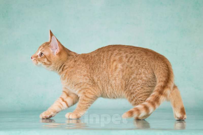 Кошки в Москве: Рыжие ручные котята ищут дом Мальчик, 1 руб. - фото 10