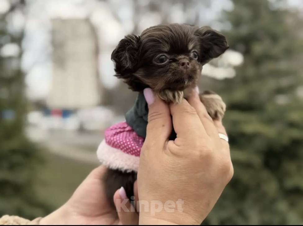 Собаки в Москве: Девочка чихуашечка Девочка, 150 000 руб. - фото 2