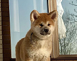 Собаки в Санкт-Петербурге: Щенок акита ину 3 мес Мальчик, Бесплатно - фото 4