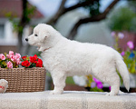 Собаки в Санкт-Петербурге: Высокопородный щенок белой швейцарской овчарки девочка 1 Девочка, 70 000 руб. - фото 3
