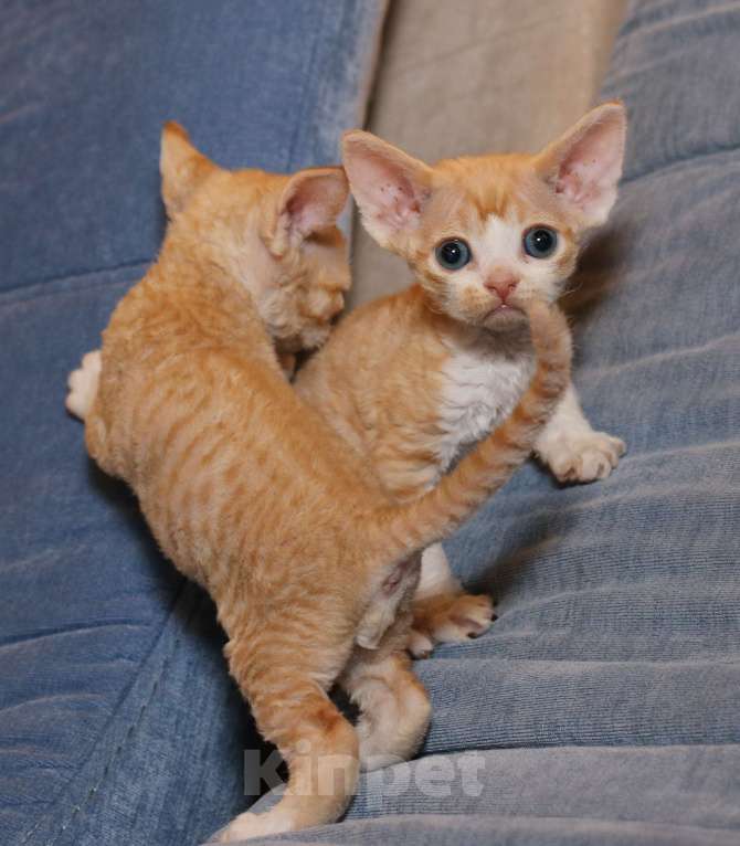 Кошки в Санкт-Петербурге: Девон рекс Мальчик, 50 000 руб. - фото 1