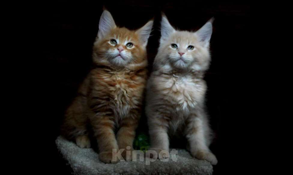 Кошки в Иваново: Котята мейн куны ( мальчики )  Мальчик, 45 000 руб. - фото 5
