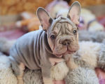 Собаки в Санкт-Петербурге: Шикарный щенки французский бульдог Мальчик, 70 000 руб. - фото 1