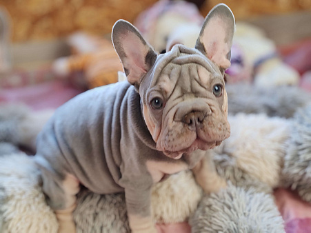 Шикарный щенки французский бульдог