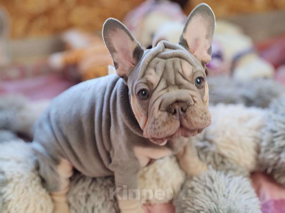 Собаки в Санкт-Петербурге: Шикарный щенки французский бульдог Мальчик, 70 000 руб. - фото 1