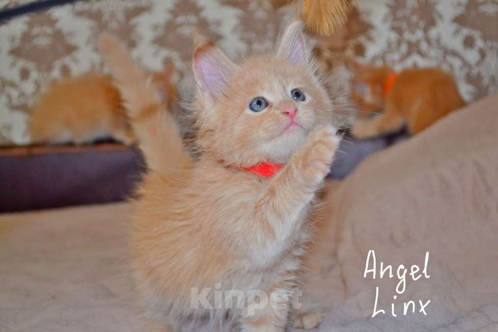 Кошки в Москве: Кошечка мейн-кун, рыжее солнышко Девочка, 25 000 руб. - фото 5