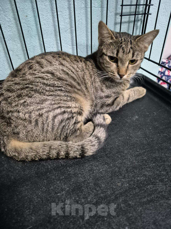 Кошки в Москве: Игривая кошечка с медовыми глазами ищет лучший дом Девочка, Бесплатно - фото 4