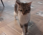 Кошки в Щелково: найден кот Мальчик, Бесплатно - фото 2