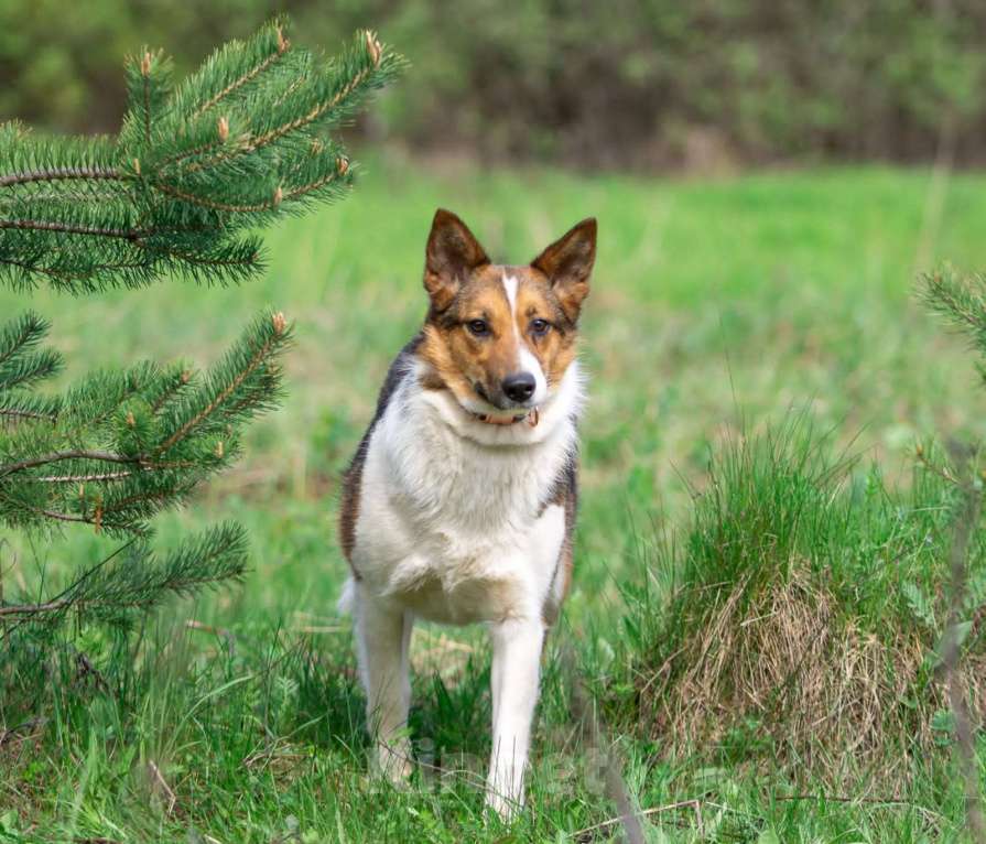 Собаки в Москве: Нежная и миниатюрная девочка Жужа ищет дом Девочка, 1 руб. - фото 8