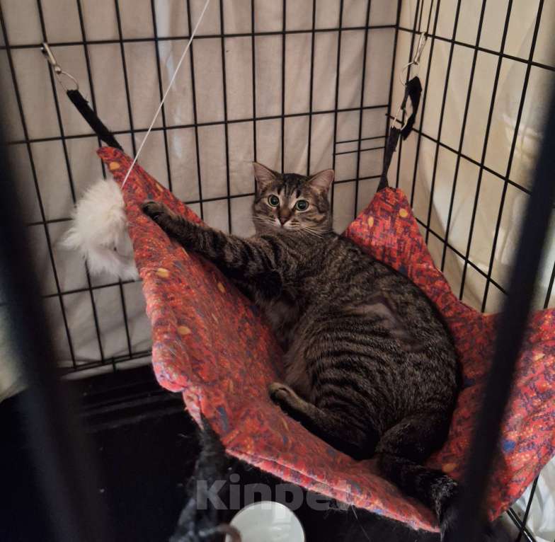 Собаки в Москве: Ласковая, игривая кошка Пикси ищет дом Девочка, Бесплатно - фото 4