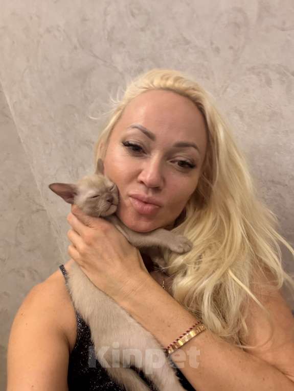 Кошки в Санкт-Петербурге: Бурманский  котенок ( Шампань -эксклюзив) Мальчик, 35 000 руб. - фото 4