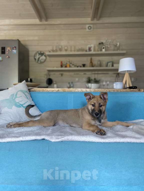 Собаки в Москве: Щенок для классной семьи 🐶 Девочка, 1 руб. - фото 10