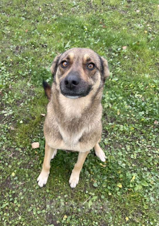 Собаки в Москве: Обожает детей и комплименты Девочка, Бесплатно - фото 2