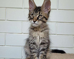 Кошки в Краснодаре: Мейн-кун Мальчик, 45 000 руб. - фото 2