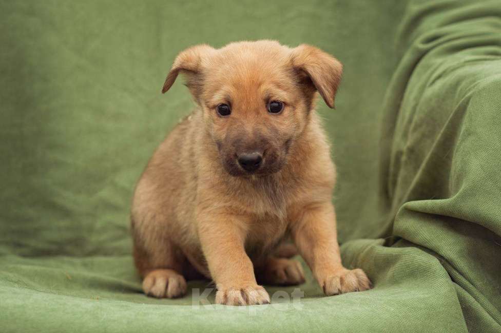 Собаки в Москве: щенок Бублик в добрые руки Мальчик, Бесплатно - фото 4