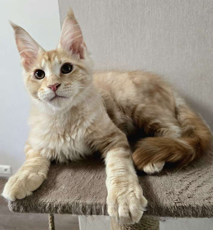 Кошки в Москве: Котята мейн-кун Мальчик, 25 000 руб. - фото 4