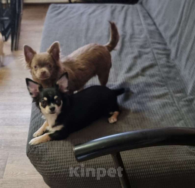 Собаки в Наро-Фоминске: подросток чихуахуа девочка Девочка, 80 000 руб. - фото 2