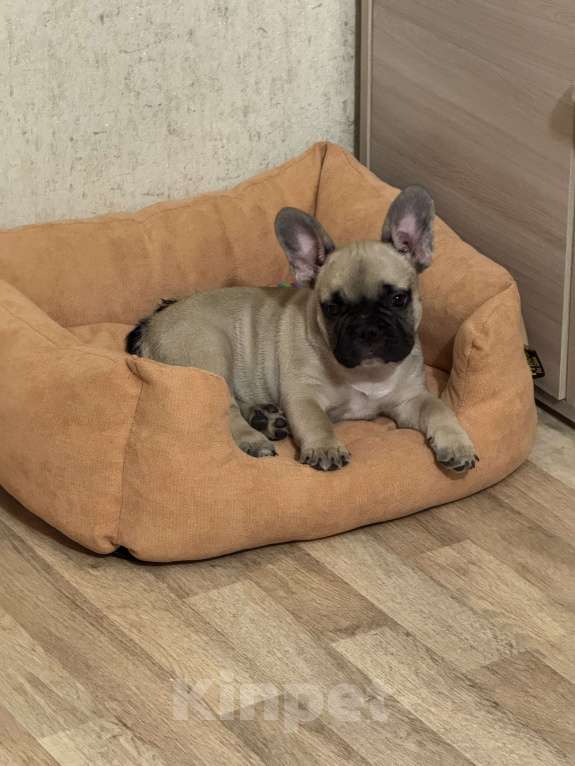 Собаки в Иркутске: Кеша Мальчик, 70 000 руб. - фото 1