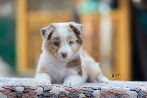 Австралийская овчарка, аусси
