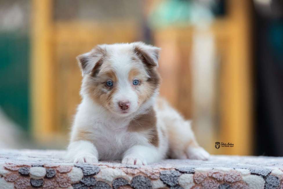 Собаки в Москве: Австралийская овчарка, аусси Девочка, 150 000 руб. - фото 1
