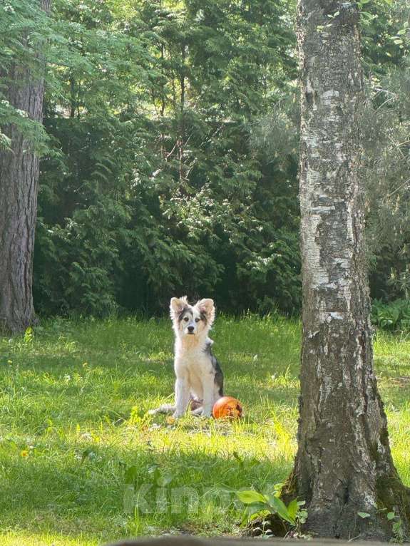 Собаки в Москве: Ласковая девочка метис австралийской овчарки с шестью пальчиками Девочка, Бесплатно - фото 3