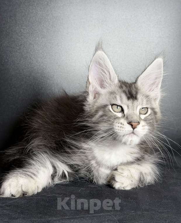 Кошки в других городах Московской области: Замечательная серебряная кошечка Девочка, 30 000 руб. - фото 3