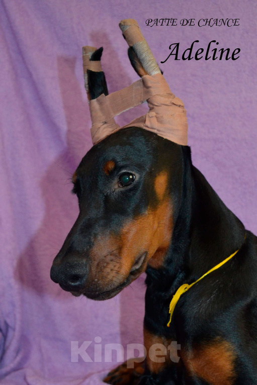 Собаки в Санкт-Петербурге: Щенок добермана Аделин Девочка, 60 000 руб. - фото 4