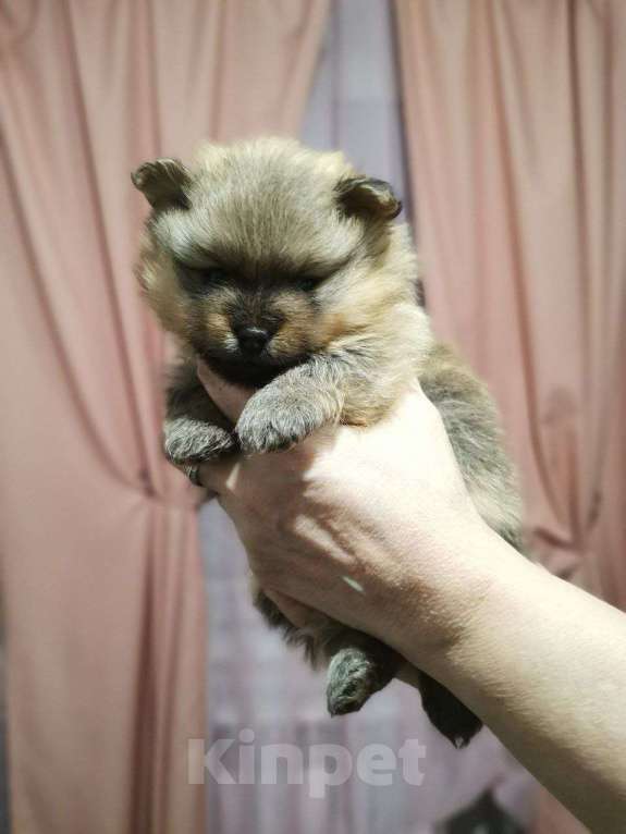 Собаки в Дзержинском: Раннее бронирование Мальчик, Бесплатно - фото 1