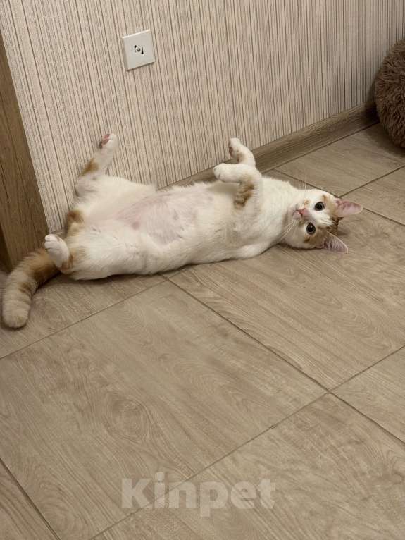 Кошки в Санкт-Петербурге: Отдам в добрые руки кота  Мальчик, Бесплатно - фото 2