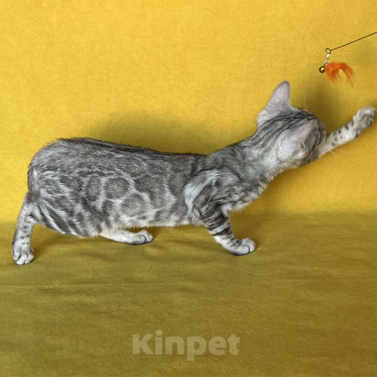 Кошки в Москве: Бенгальские серебряные котята  Девочка, Бесплатно - фото 8