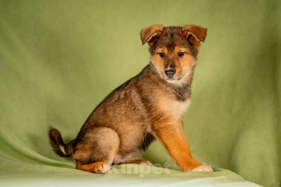 Собаки в Клине: Миндаль - очаровательная карамелька Девочка, Бесплатно - фото 8