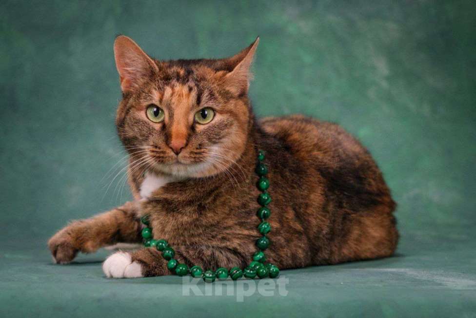 Кошки в Щелково: Уютная Мила Девочка, Бесплатно - фото 4