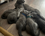 Кошки в Санкт-Петербурге: Русский голубой котёнок Мальчик, 25 000 руб. - фото 3