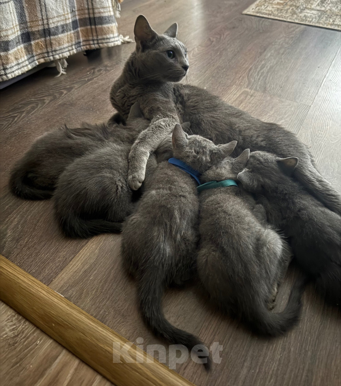 Кошки в Санкт-Петербурге: Русский голубой котёнок Мальчик, 25 000 руб. - фото 3