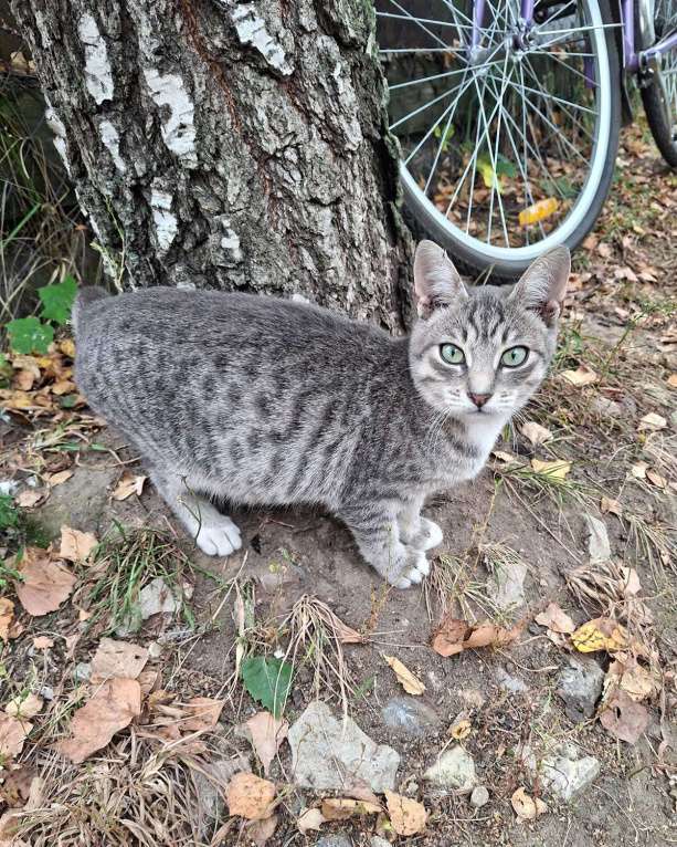 Кошки в Москве: Малыш ищет дом! Мальчик, Бесплатно - фото 9