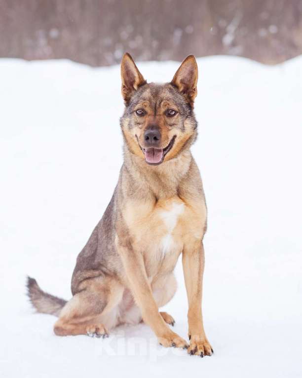 Собаки в Москве: Небольшая ласковая молодая девочка Девочка, Бесплатно - фото 7