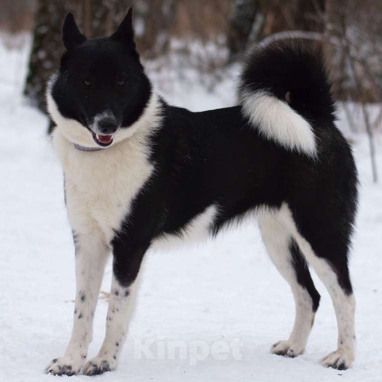 Собаки в Москве: Поппи Девочка, Бесплатно - фото 2