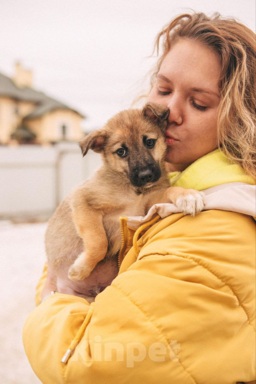 Собаки в Рязани: Щенок от небольшой собачки Мальчик, Бесплатно - фото 1