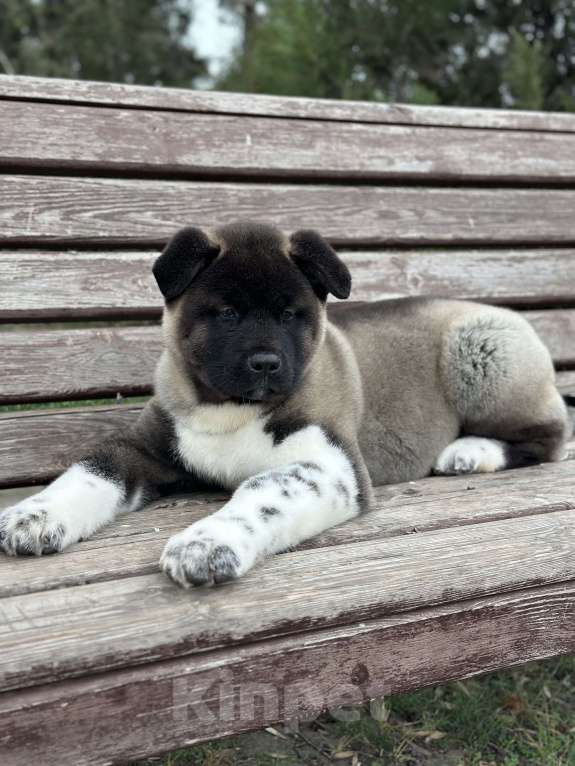 Собаки в Волгодонске: Мальчик Американская Акита  Мальчик, 120 000 руб. - фото 3
